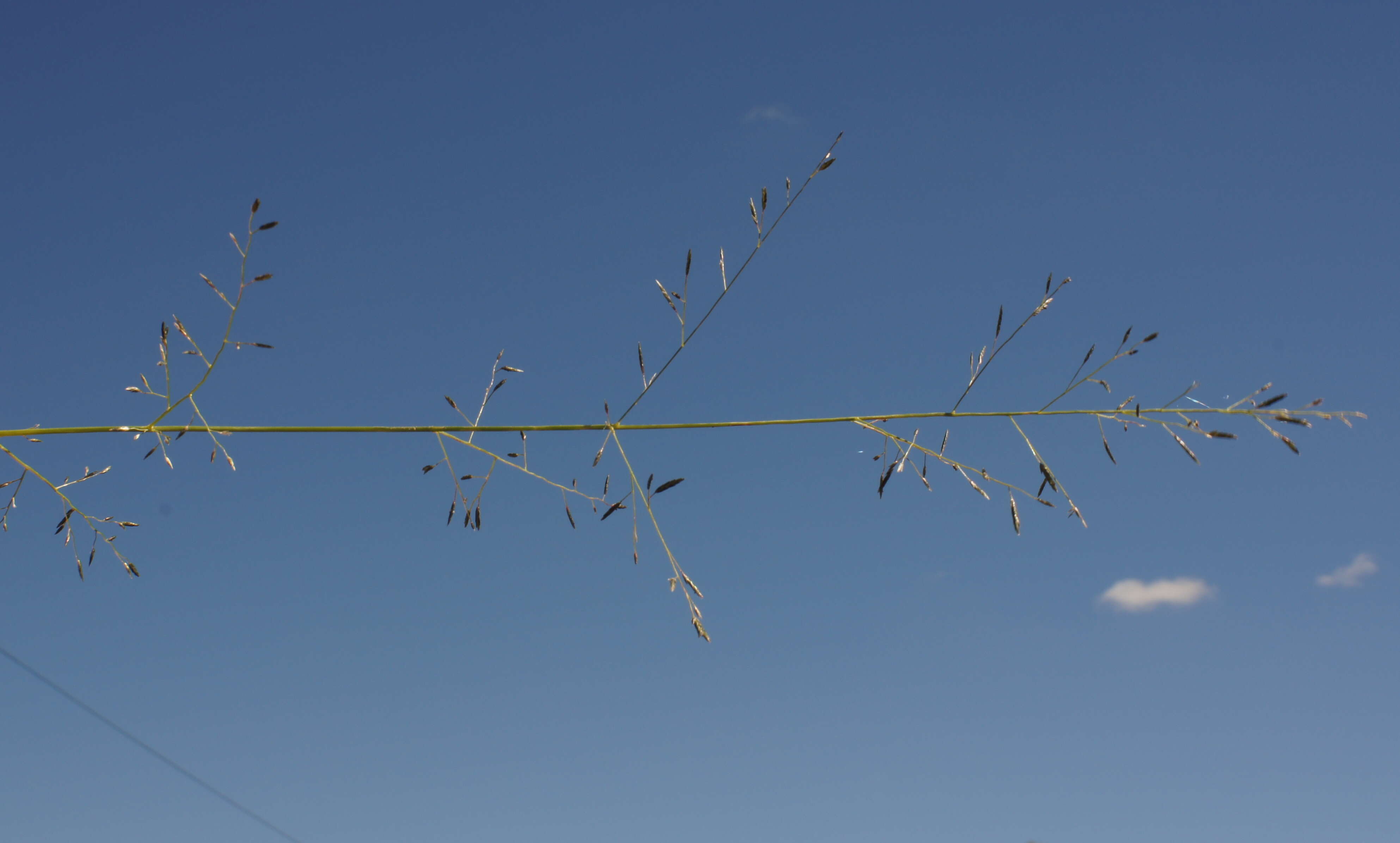 Image de Eragrostis leptostachya (R. Br.) Steud.