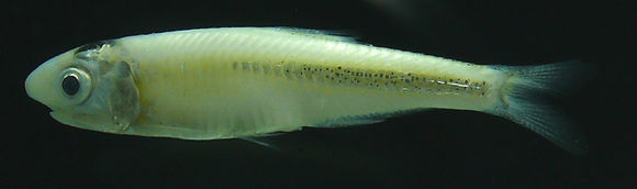 Image of Carriker&#39;s anchovy