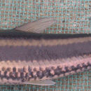 Image of Striped anastomus