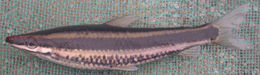 Image of Anostomus