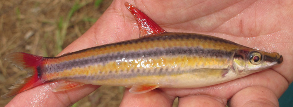 Image of Anostomus