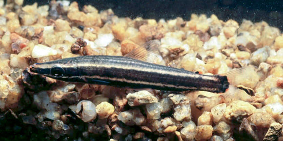 Image of Anostomus ternetzi Fernández-Yépez 1949