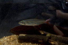 Image of Bloodfin tetra