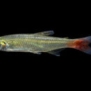 Image of Bloodfin tetra