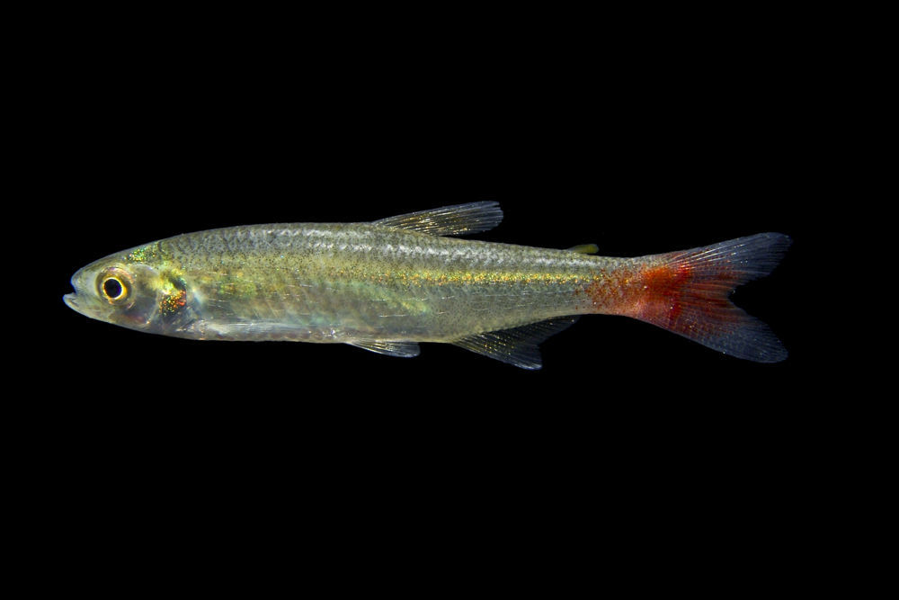 Image of Bloodfin tetra