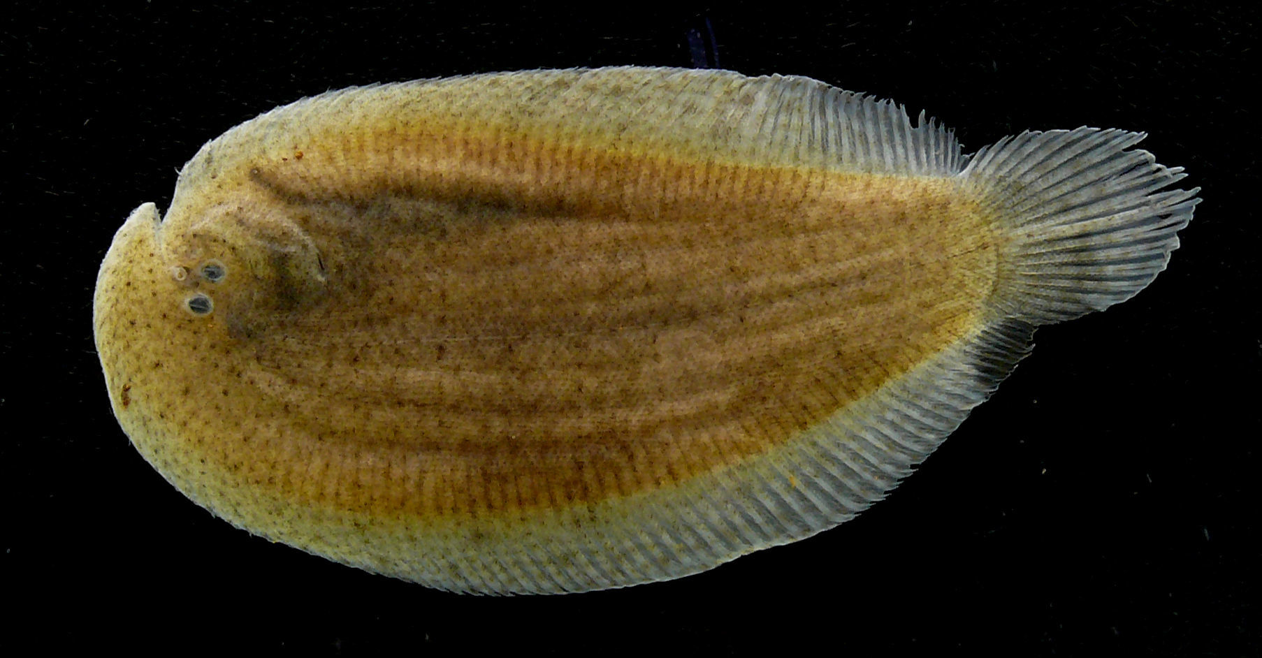 Plancia ëd Apionichthys