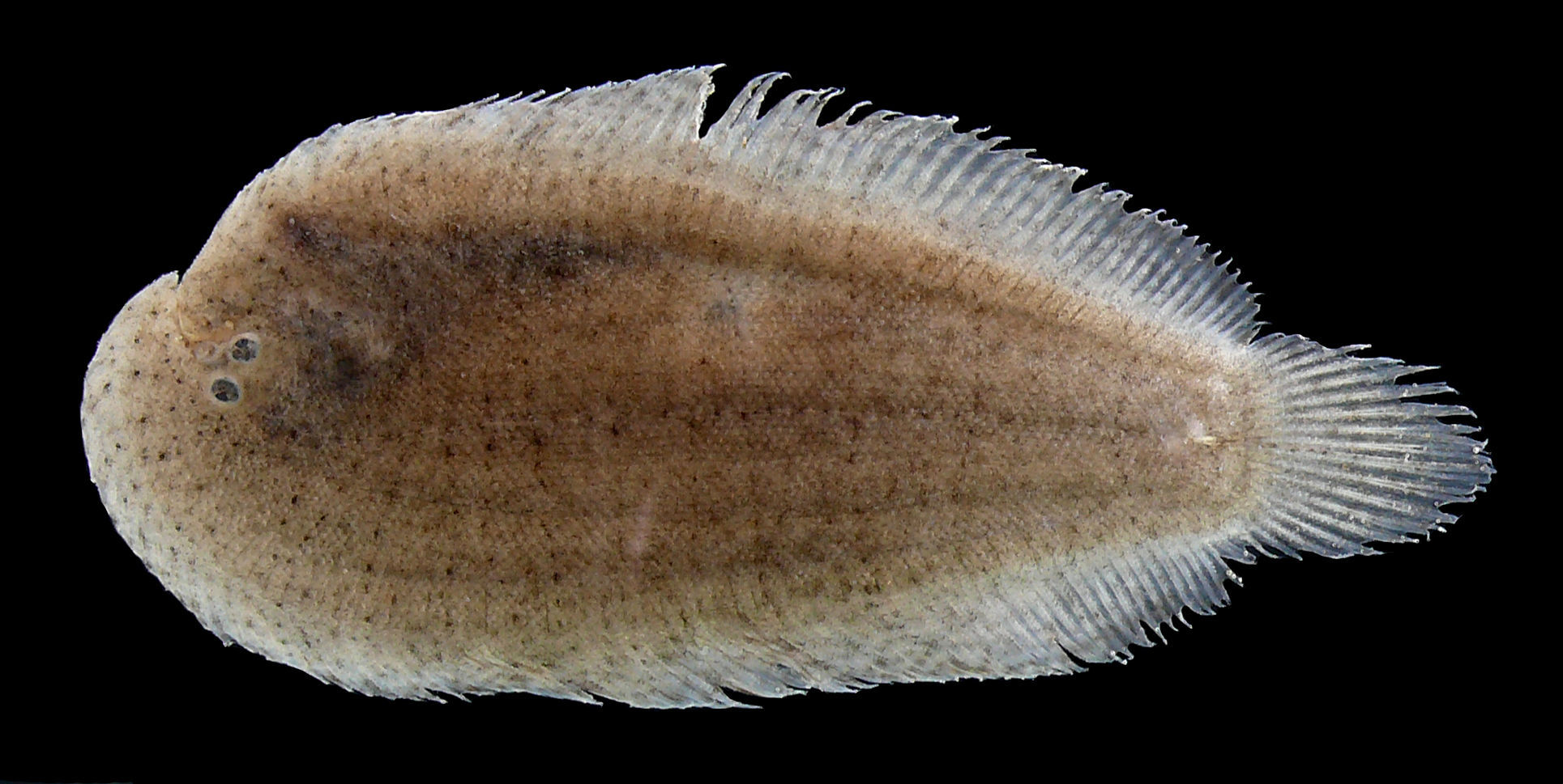 Plancia ëd Apionichthys finis (Eigenmann 1912)