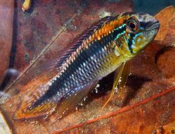 Image of Agassiz&#39;s dwarf cichlid