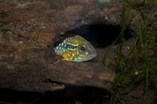 Image of Agassiz&#39;s dwarf cichlid