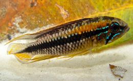 Image of Agassiz&#39;s dwarf cichlid