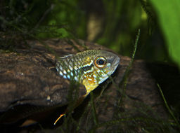 Image of Agassiz&#39;s dwarf cichlid