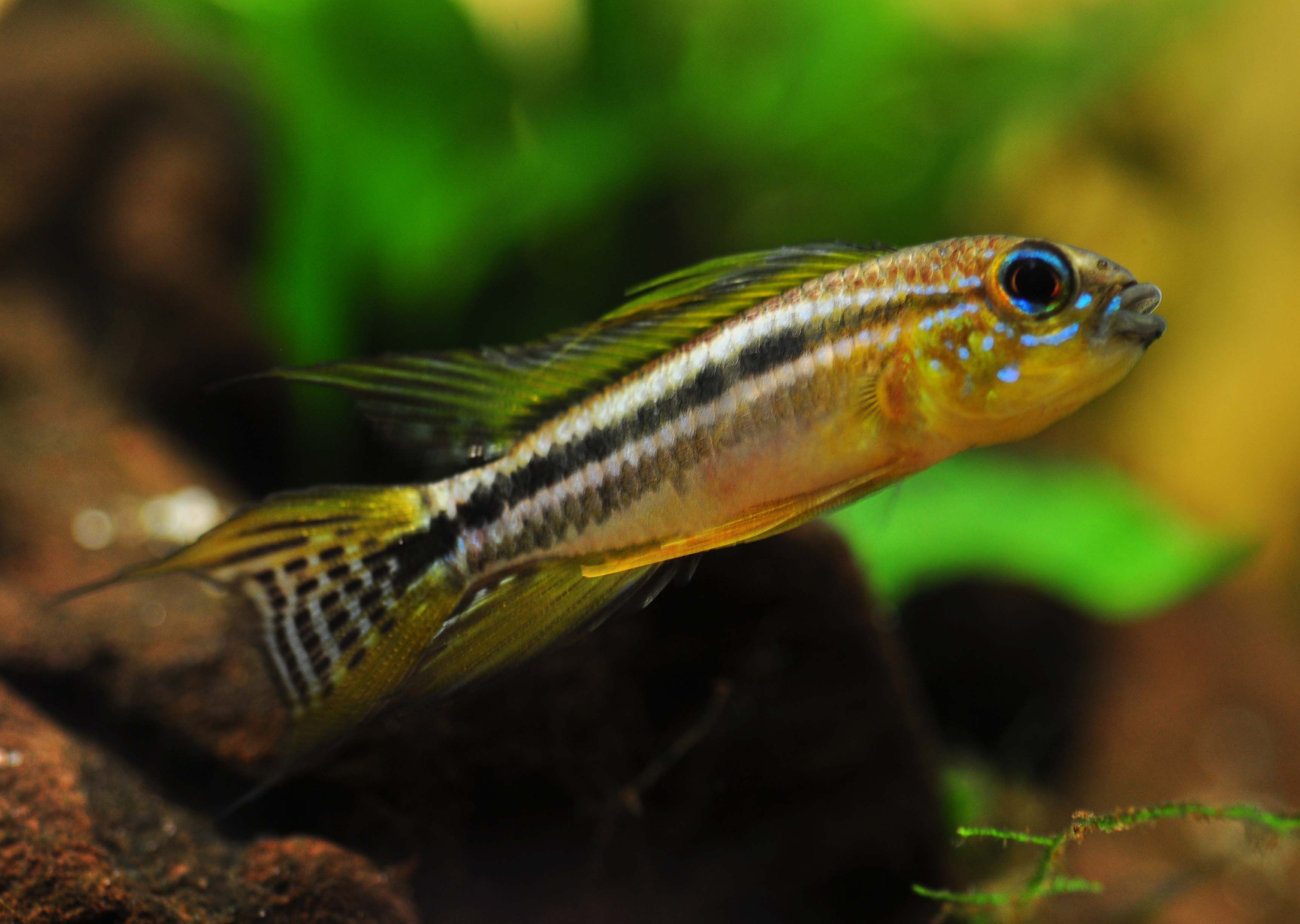 Image of banded dwarf cichlid