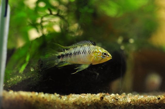 Image of Borelli's dwarf cichlid