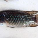 Image of Apistogramma caetei Kullander 1980