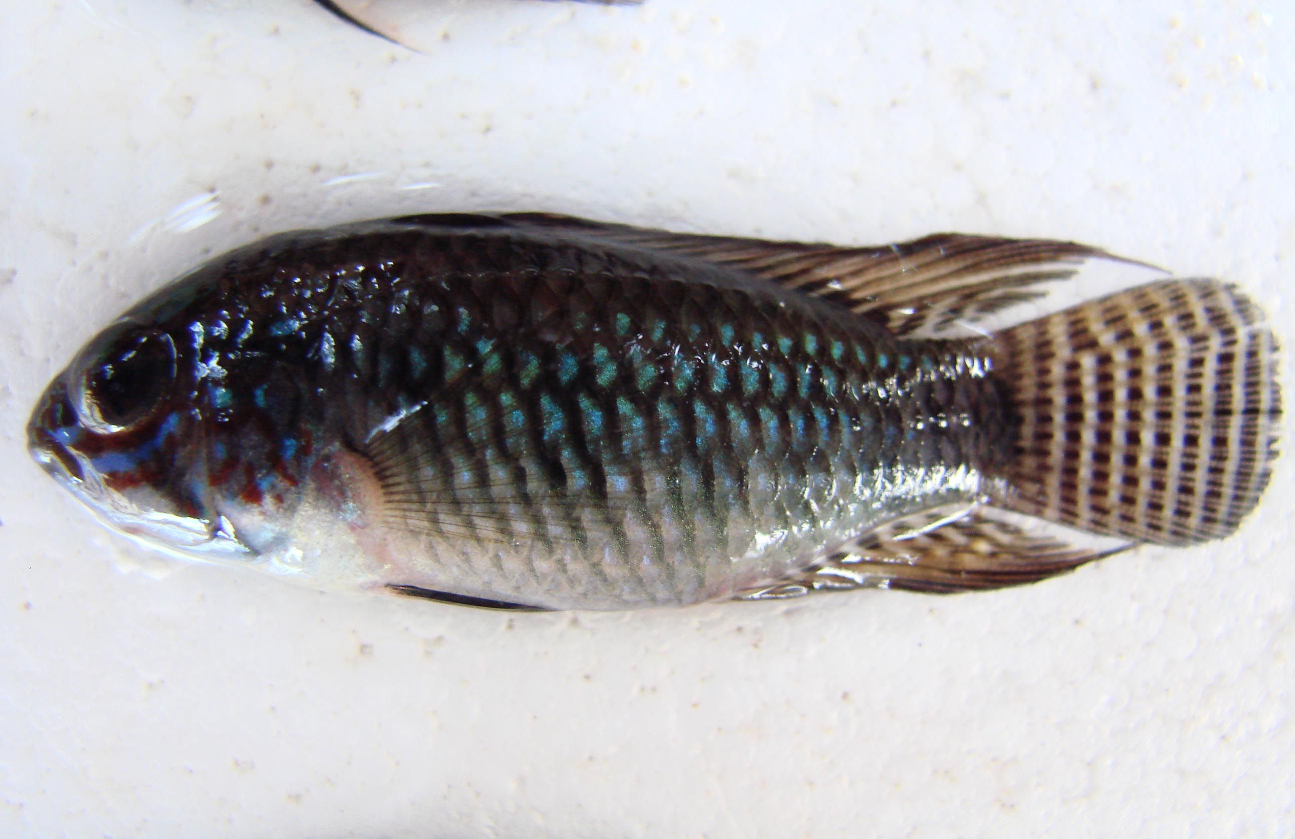 Image of Apistogramma caetei Kullander 1980