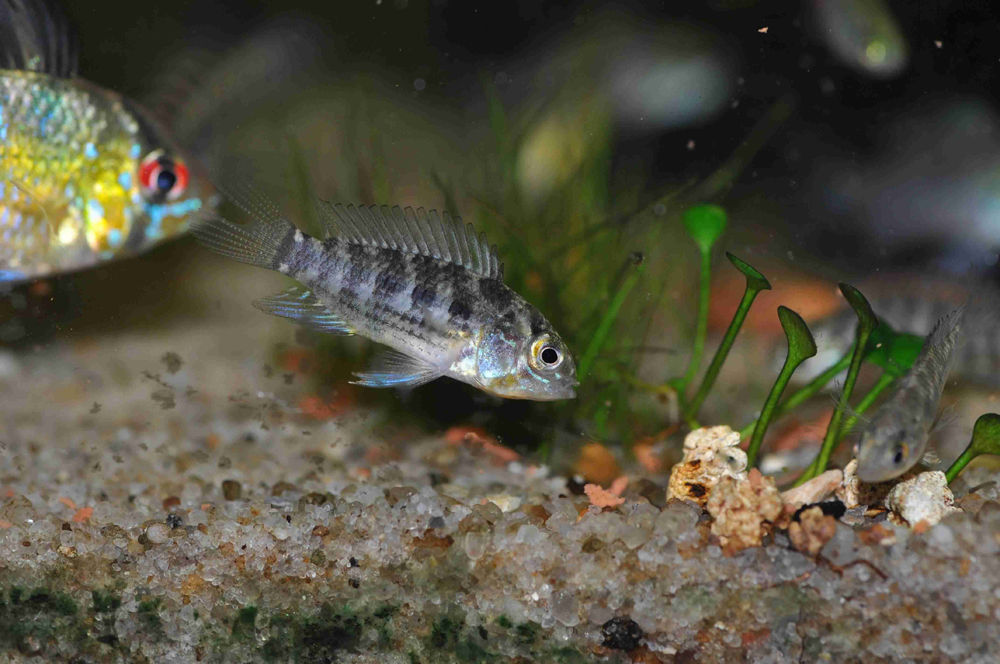 Image of Corumba cichlid