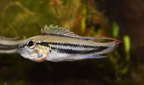 Image of Apistogramma diplotaenia Kullander 1987