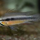 Image of <i>Apistogramma elisabethae</i>