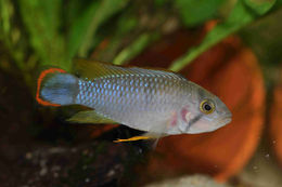 Image of Blue Panda Apisto