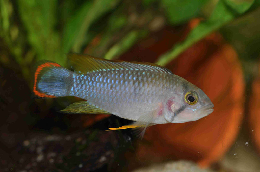 Imagem de Apistogramma panduro Römer 1997