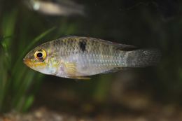 Image of Two-spot Apistogramma