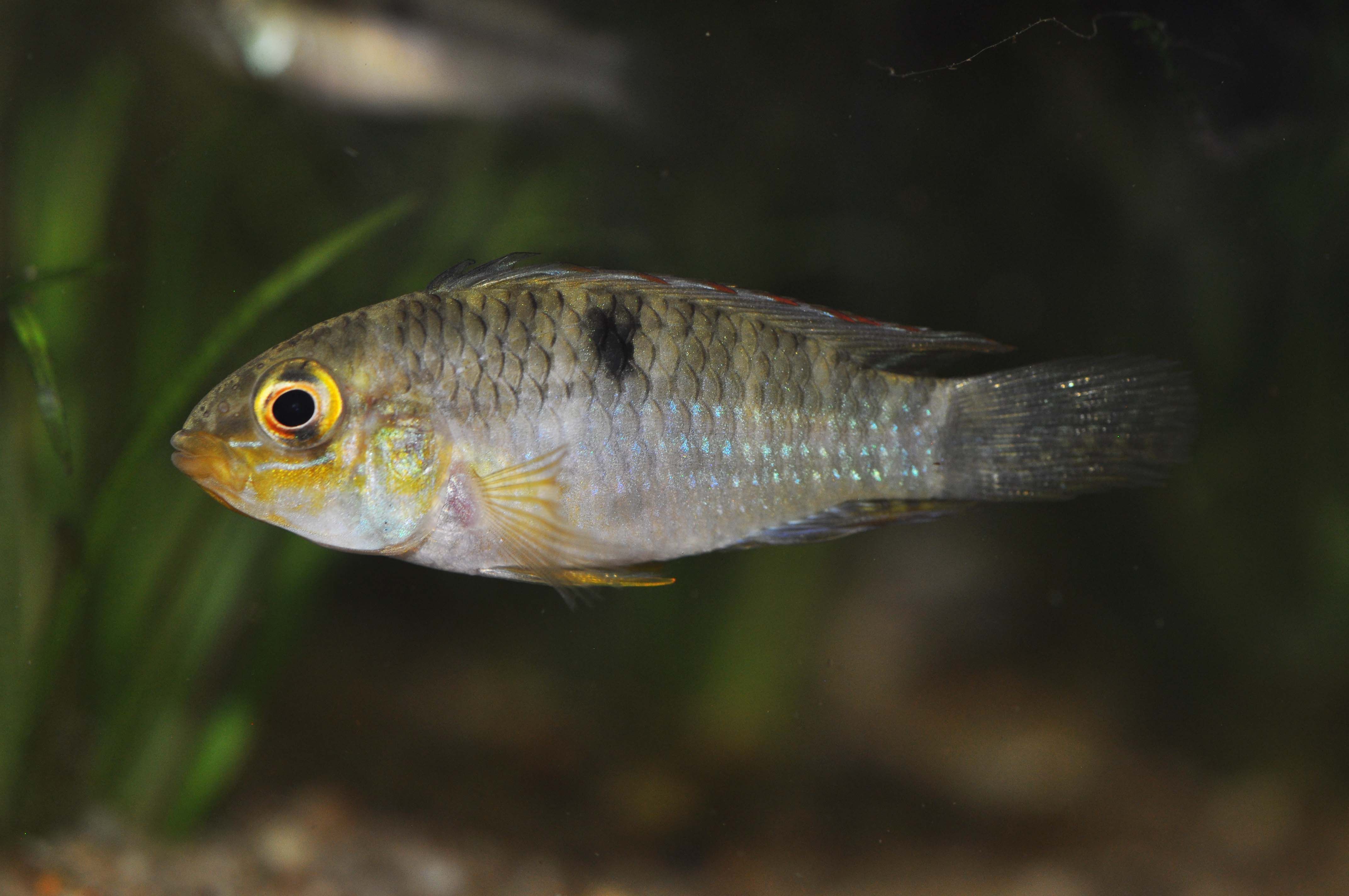 Image of Two-spot Apistogramma