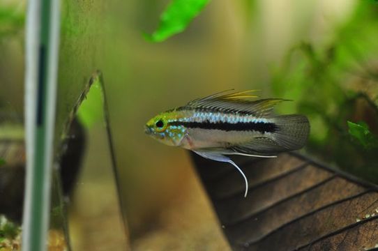 Image of Apistogramma trifasciata (Eigenmann & Kennedy 1903)