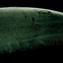 Image of Black ghost knifefish