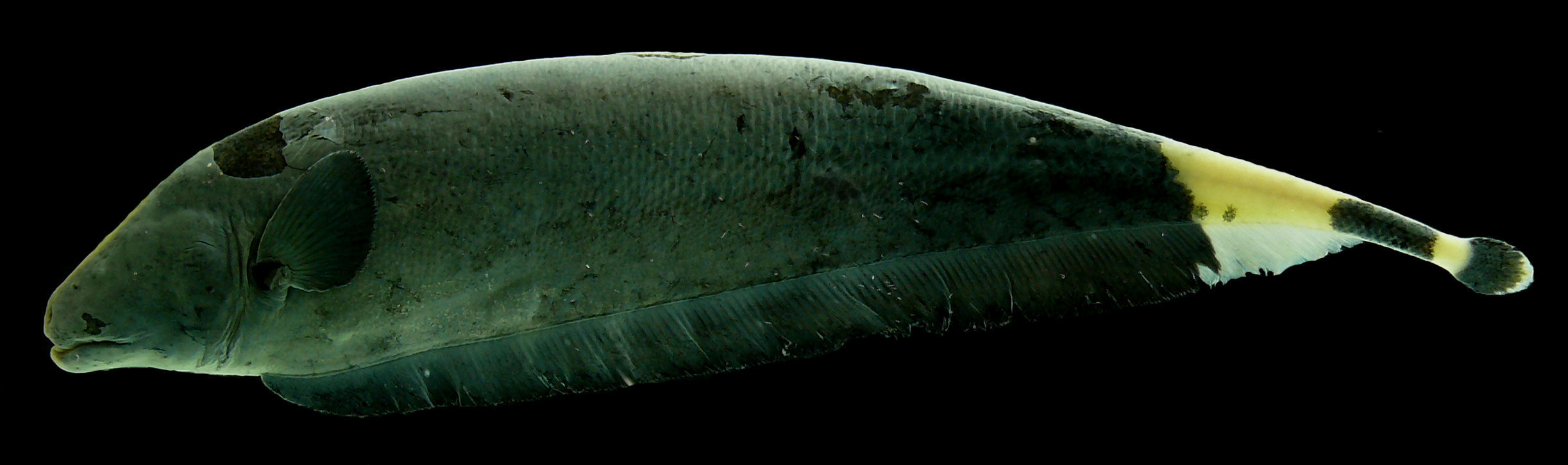 Black Ghost Knife Fish