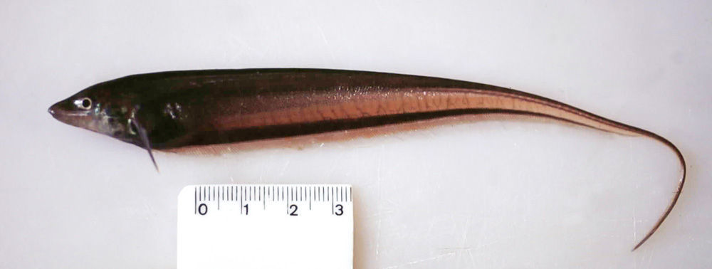 Image of Archolaemus blax Korringa 1970