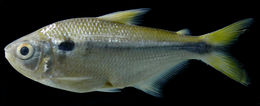 Image of Tetra