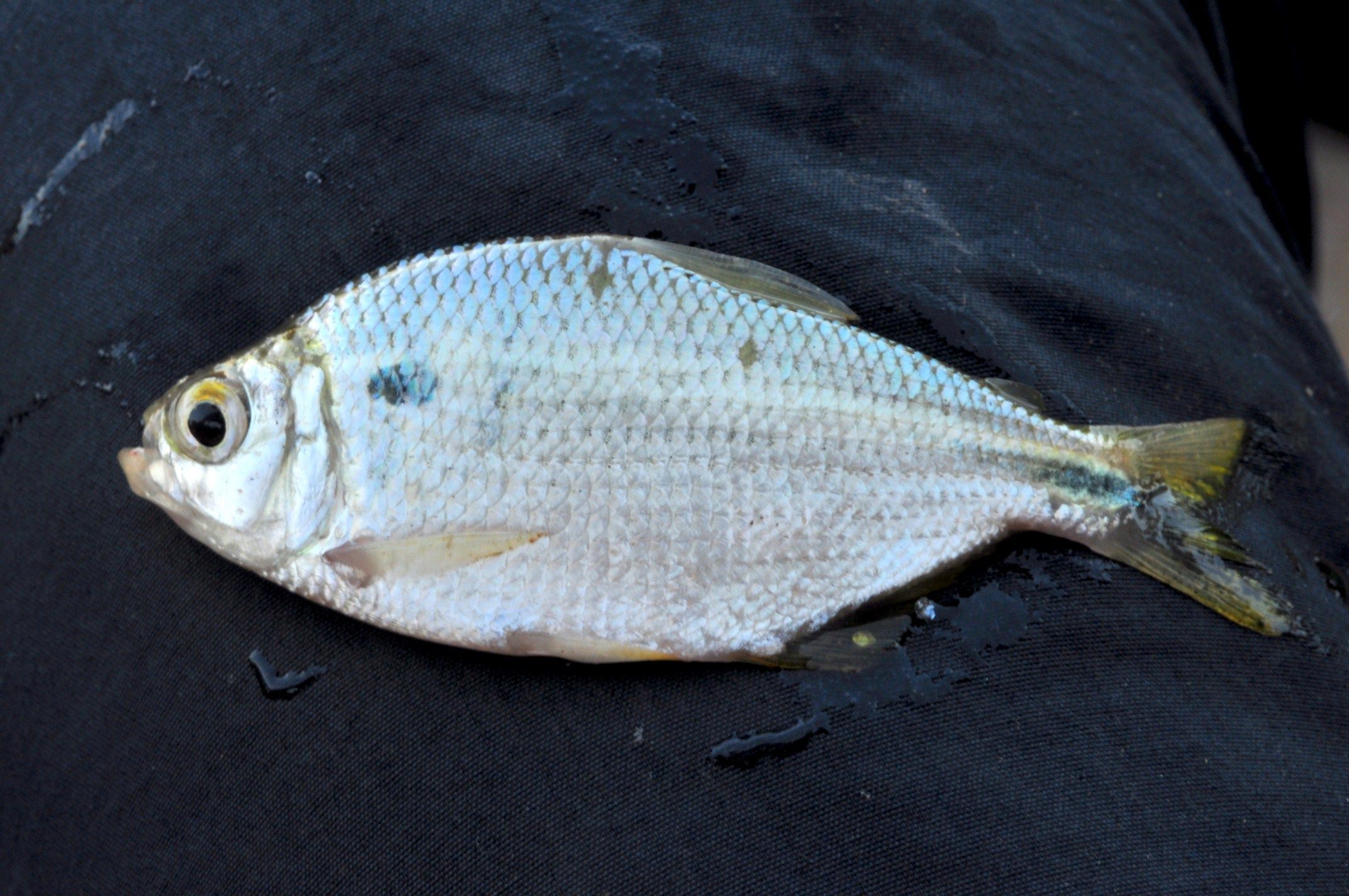 Image of Astyanax asuncionensis Géry 1972