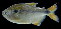 Image de Astyanax bimaculatus (Linnaeus 1758)