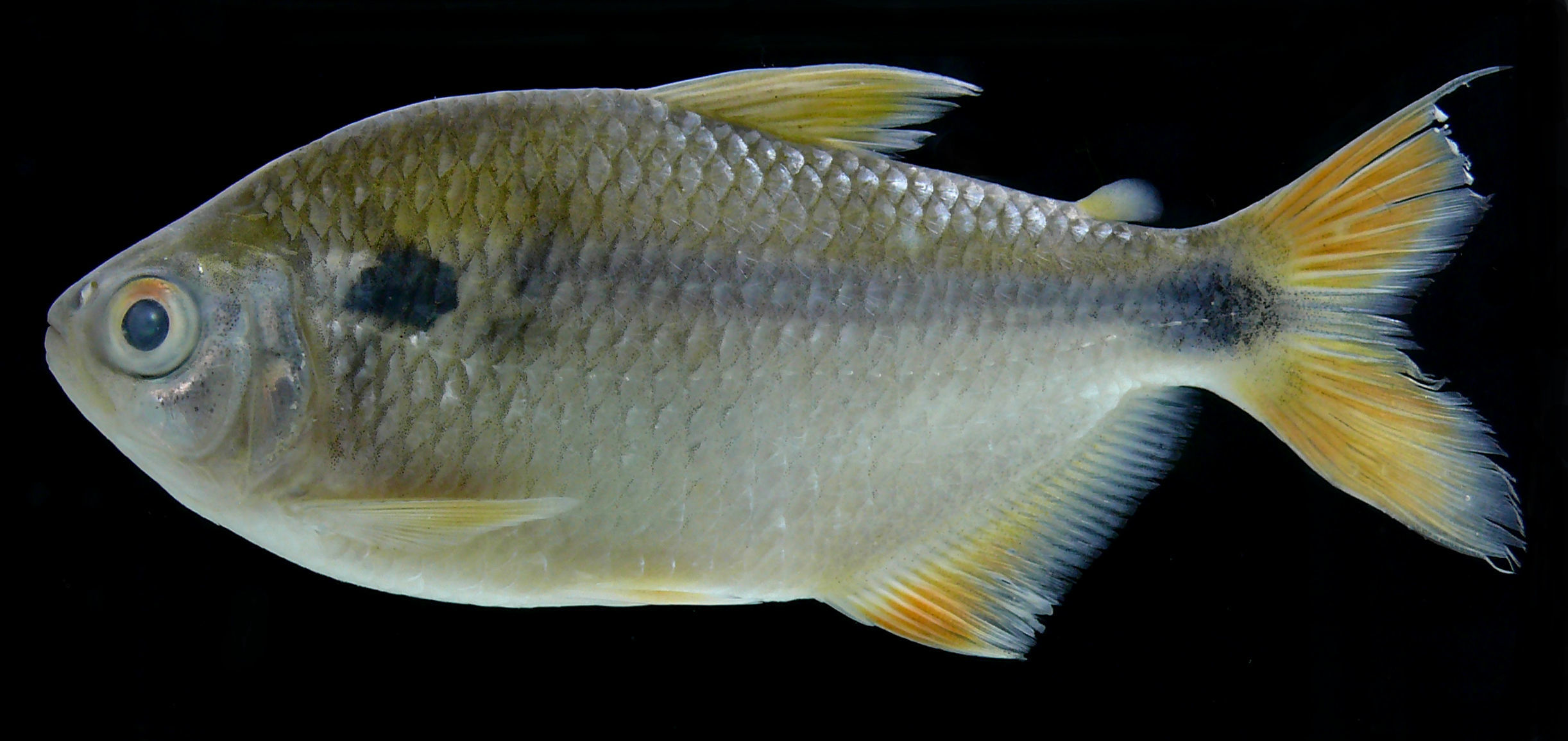 Plancia ëd Astyanax bimaculatus (Linnaeus 1758)