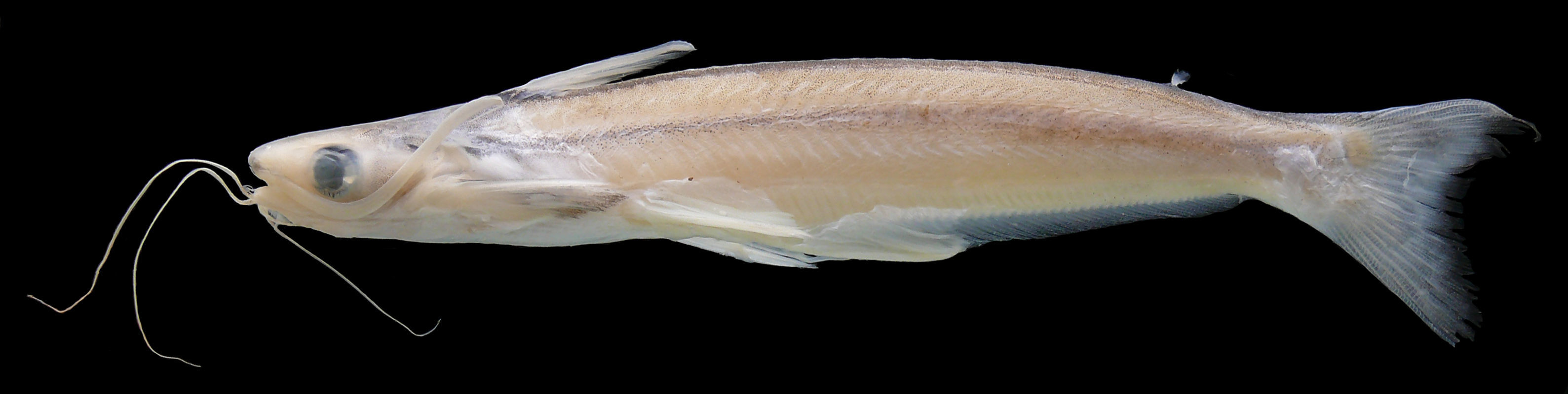 Image of Auchenipterus