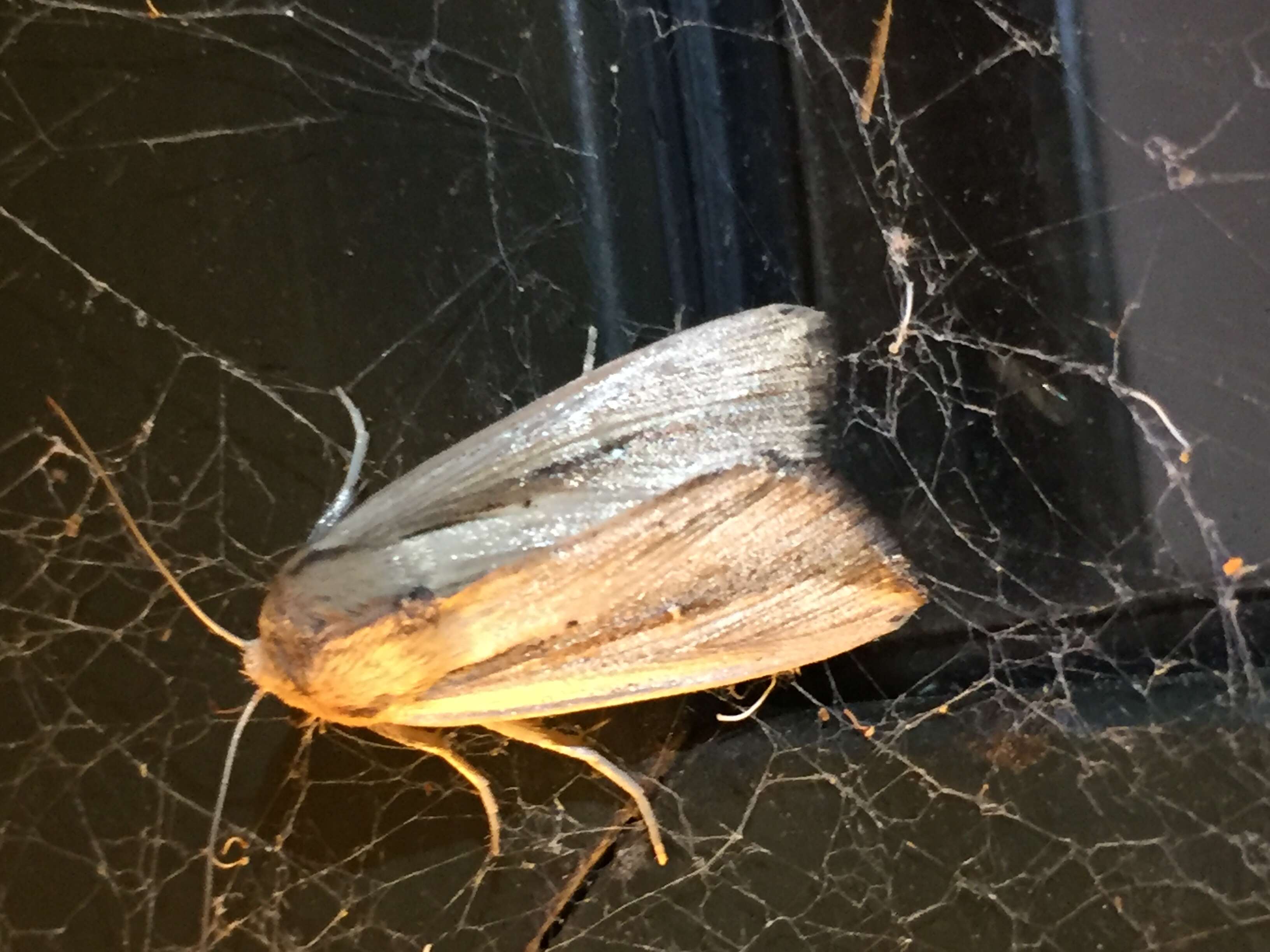 Imagem de Leucania stenographa