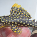 Image of Golden nugget pleco