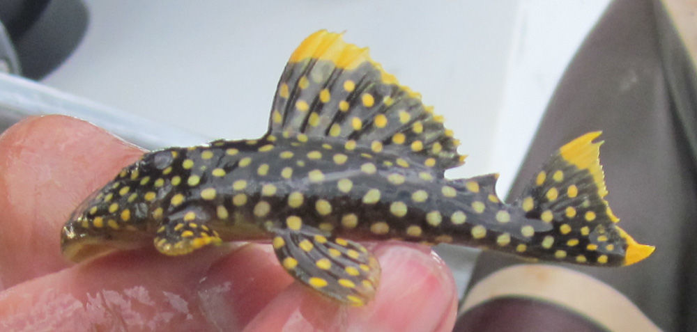 Image of Golden nugget pleco