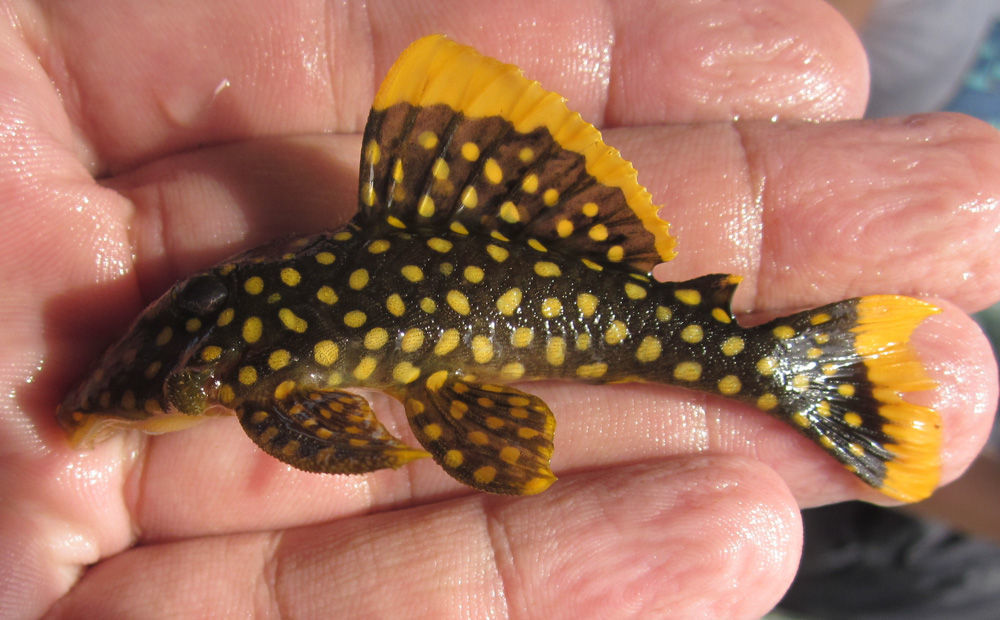 Image of Golden nugget pleco