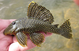 Image of Golden nugget pleco