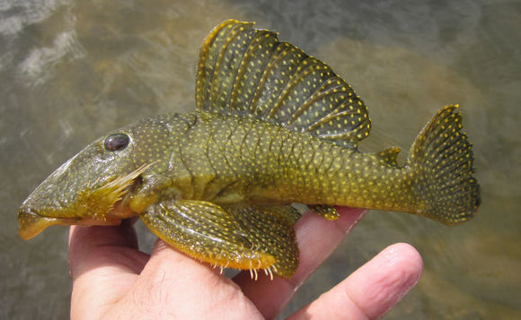 Image of Golden nugget pleco