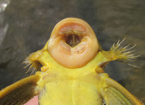 Image of Golden nugget pleco