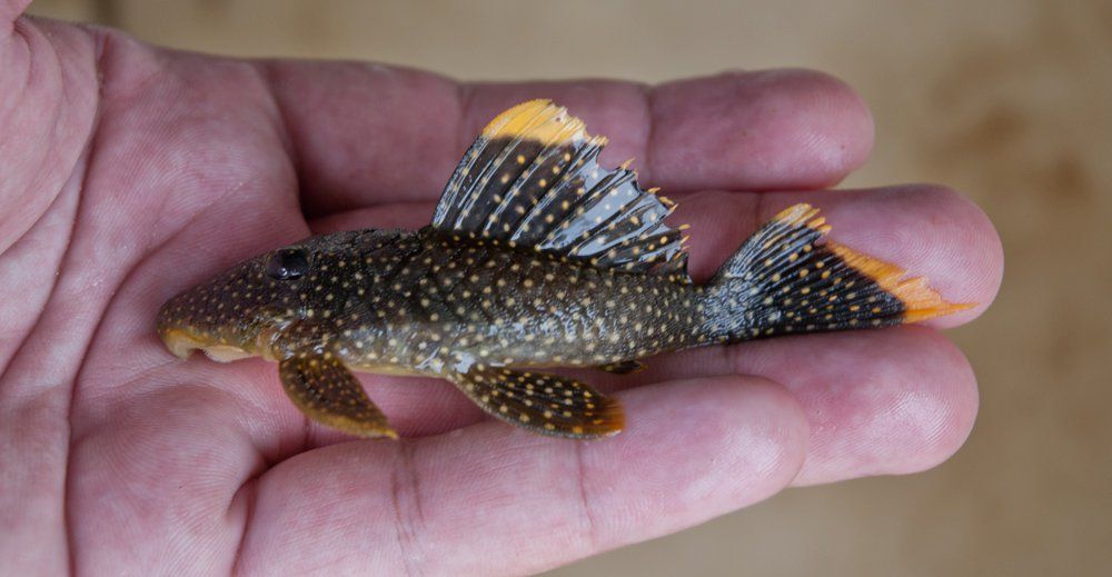 Image of Golden nugget pleco