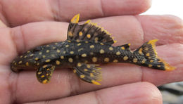 Image of Golden nugget pleco