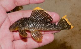 Image of Golden nugget pleco