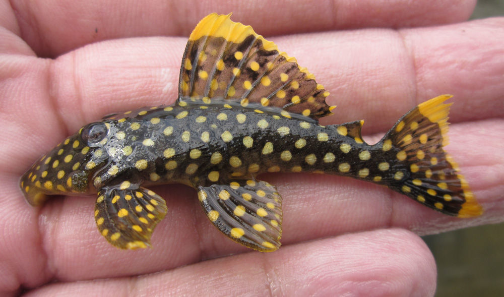 Image of Golden nugget pleco