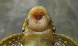 Image of Golden nugget pleco