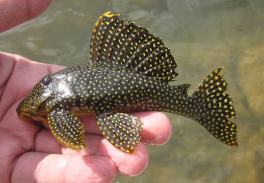 Image of Golden nugget pleco