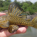 Image of <i>Bayancistrus niveatus</i>