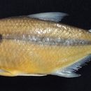 Image of <i>Bryconexodon trombetasi</i> Jégu, Santos & Ferreira 1991